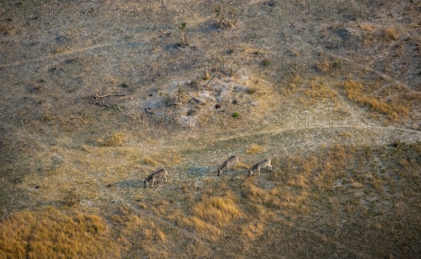 Steppe zebras (Equus quagga), in the savanna, aerial view, Okavango Delta, Botswana