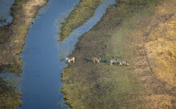 Steppe zebras (Equus quagga), on the river, aerial view, Okavango Delta, Botswana