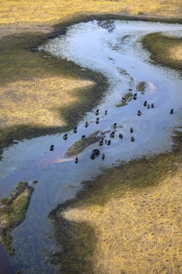 Kaffir buffalo (Syncerus caffer caffer), flock in river, aerial view, Okavango Delta, Botswana