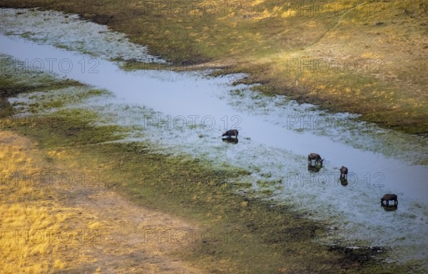 Kaffir buffalo (Syncerus caffer caffer), four buffaloes in the river, aerial view, Okavango Delta, Botswana