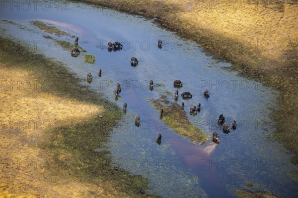 Kaffir buffalo (Syncerus caffer caffer), flock in river, aerial view, Okavango Delta, Botswana