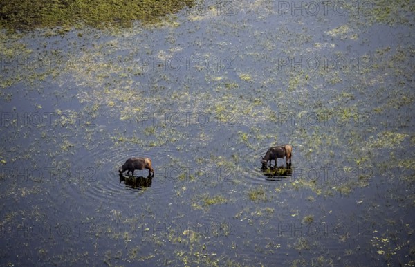 Kaffir buffalo (Syncerus caffer caffer), two animals in the river, aerial view, Okavango Delta, Botswana
