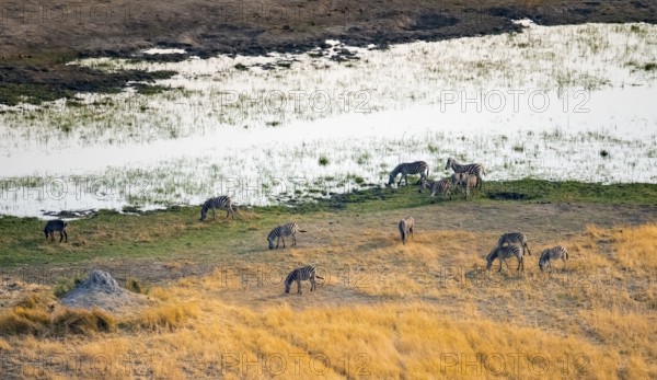 Steppe zebras (Equus quagga), riverbank, aerial view, Okavango Delta, Botswana