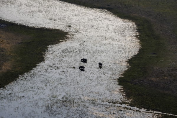 Kaffir buffalo (Syncerus caffer caffer), three animals in the river, aerial view, Okavango Delta, Botswana