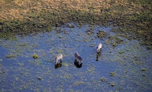 Three steppe zebras (Equus quagga) drinking by the river, aerial view, Okavango Delta, Botswana