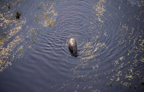 Single hippopatamus (Hippopatamus amphibius) in water, aerial view, Okavango Delta, Botswana