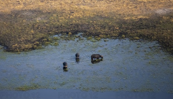 Kaffir buffalo (Syncerus caffer caffer), three buffaloes in the river, aerial view, Okavango Delta, Botswana