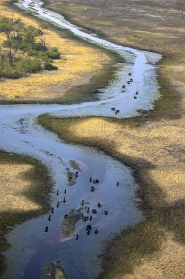 River landscape, river with herd of kaffir buffalo (Syncerus caffer caffer), aerial view, Okavango Delta, Botswana