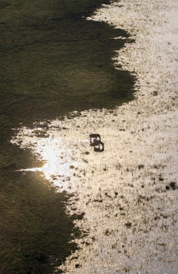 Two steppe zebras (Equus quagga) drinking by the river, aerial view, Okavango Delta, Botswana