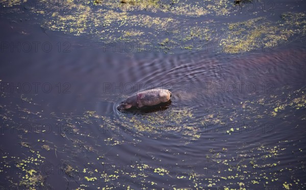 Single hippopatamus (Hippopatamus amphibius) with back injury in water, aerial view, Okavango Delta, Botswana