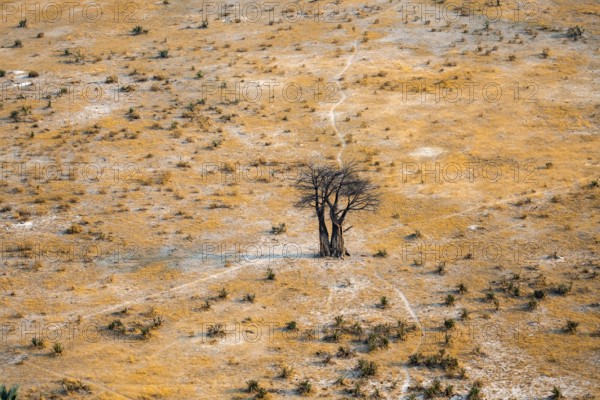 Savanna landscape with African baobab (Adansonia digitata) and yellow grass, aerial view, Okavango Delta, Botswana