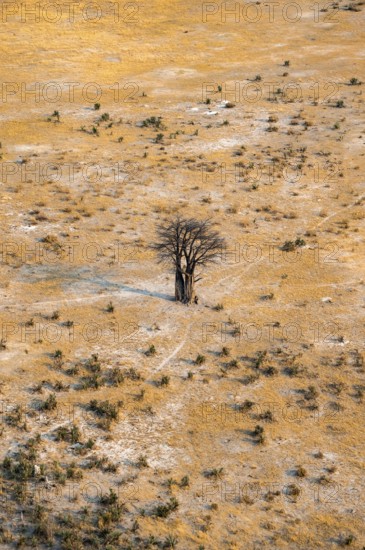 Savanna landscape with African baobab (Adansonia digitata) and yellow grass, aerial view, Okavango Delta, Botswana