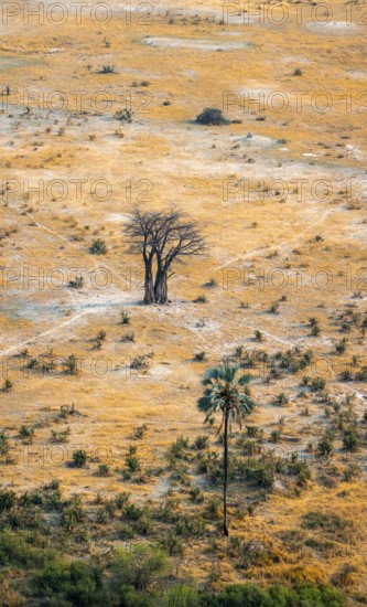 Savanna landscape with baobab (Adansonia digitata) and palm tree, aerial view, Okavango Delta, Botswana