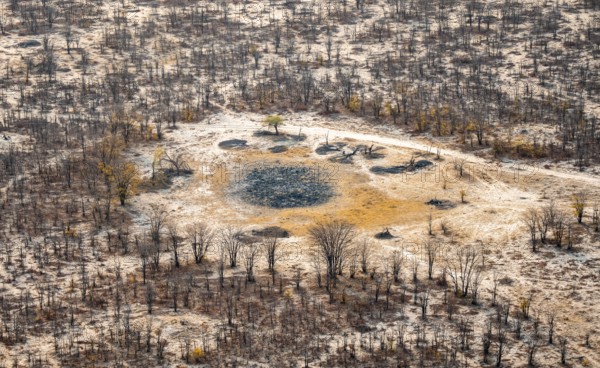Savanna landscape with bare trees and mud hole, aerial view, Okavango Delta, Botswana