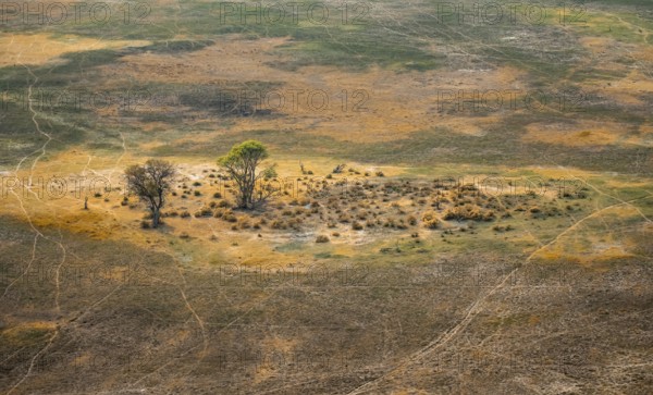 Savanna landscape, aerial view, Okavango Delta, Botswana