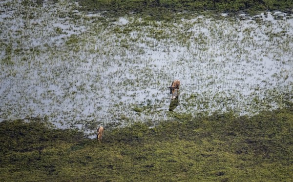 Blue wildebeest (Connochaetes taurinus), two wildebeests crossing river, aerial view, Okavango Delta, Botswana
