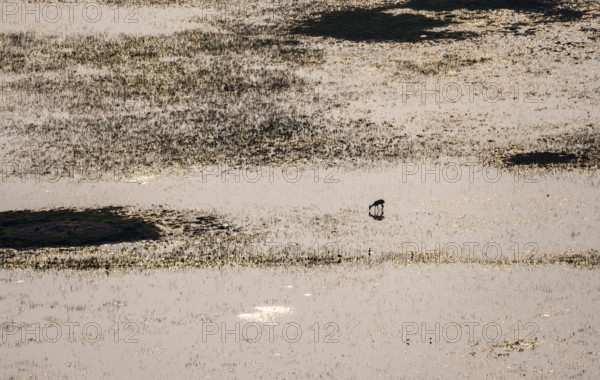 Antelope drinking in the river, in backlight, aerial view, Okavango Delta, Botswana