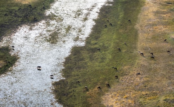 Striped goose (Connochaetes taurinus), flock crossing river, aerial view, Okavango Delta, Botswana