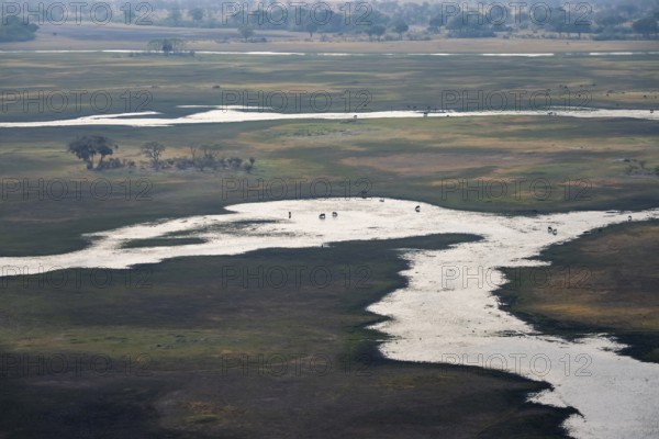 River landscape with flock of animals, aerial view, Okavango Delta, Botswana
