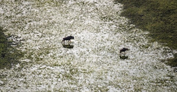 Striped goose (Connochaetes taurinus), two animals crossing river, aerial view, Okavango Delta, Botswana