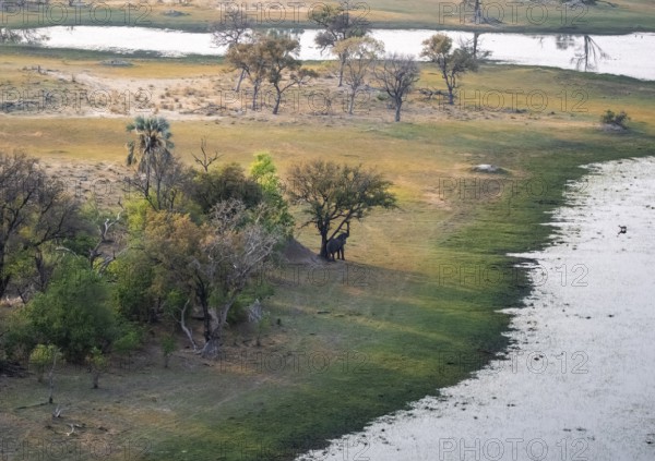 African elephant (Loxodonta africana), riverbank, savanna landscape on the river, aerial view, Okavango Delta, Botswana