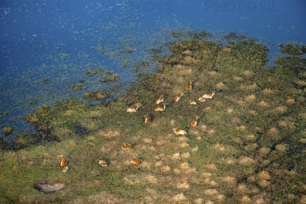 Herd of letschwe (Kobus leche), litchi bog antelopes sitting on the riverbank, aerial view, Okavango Delta, Botswana