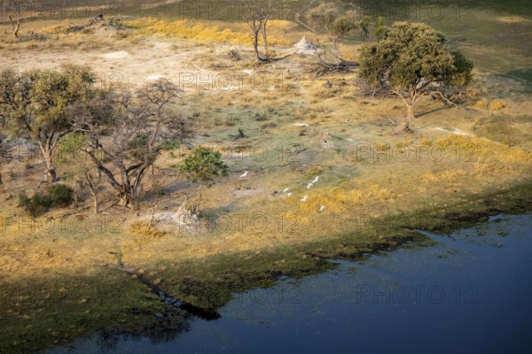 Savanna with yellow grass and river, flying white birds, aerial view, Okavango Delta, Botswana