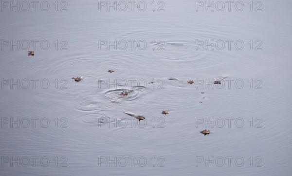 Hippos (Hippopatamus amphibius), group in water, aerial view, Okavango Delta, Botswana