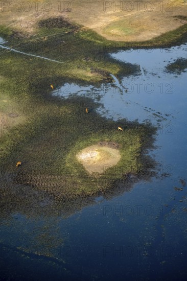 River landscape and small flock of letschwe (Kobus leche), litchi bog antelope, on the riverbank, aerial view, Okavango Delta, Botswana