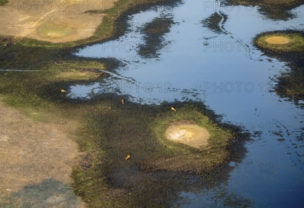 River landscape and small flock of letschwe (Kobus leche), litchi bog antelope, on the riverbank, aerial view, Okavango Delta, Botswana