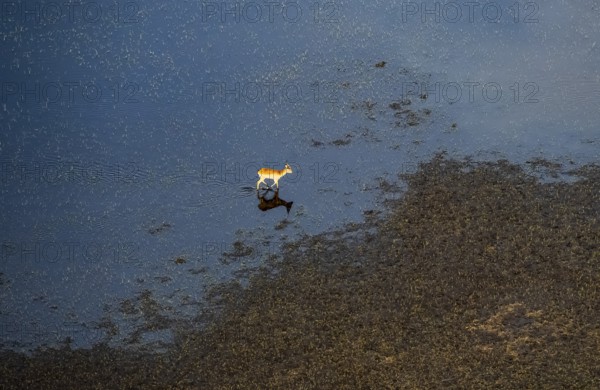 Letschwe (Kobus leche), lychee moor antelope, in water, by the river, aerial view, Okavango Delta, Botswana