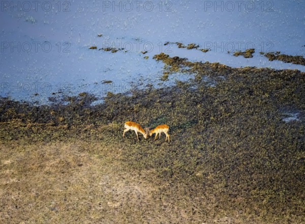 Letschwe (Kobus leche), litchi bog antelope, two animals fighting, on the riverbank, aerial view, Okavango Delta, Botswana