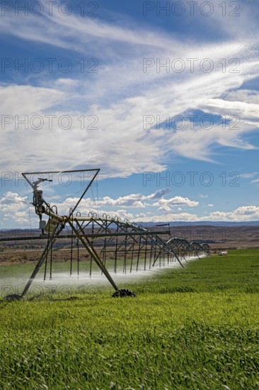 Alcova, Wyoming - Sprinklers water a crop growing in the Wyoming desert. Water in this otherwise dry area comes from the nearby North Platte River