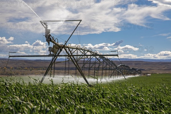 Alcova, Wyoming - Sprinklers water a crop growing in the Wyoming desert. Water in this otherwise dry area comes from the nearby North Platte River