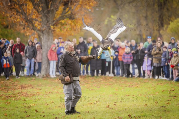 Moritzburg Fish and Forest Festival, Raptor Show with Hans-Peter Schaaf from Jagdfalkenhof, Moritzburg, Saxony, Germany