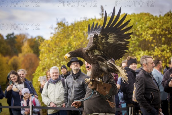 Moritzburg Fish and Forest Festival, Raptor Show with Hans-Peter Schaaf from Jagdfalkenhof, Moritzburg, Saxony