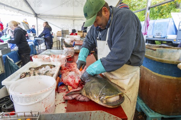 Moritzburg fish and forest festival, filleting a capital catfish, Moritzburg, Saxony, Germany
