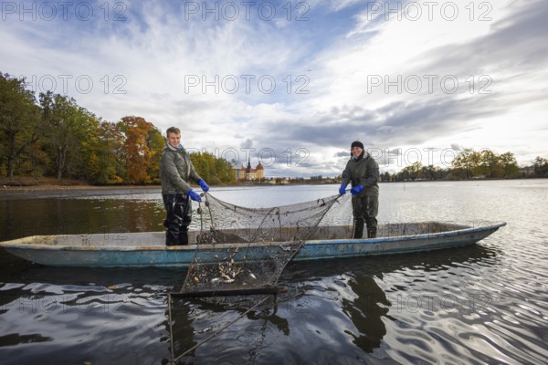 Fish and forest festival. Marieluise Greitner and Kevin Kreutz from Teichwirtschaft Moritzburg catch up with the net while fishing the Moritzburg Castle Pond, Moritzburg, Saxony, Germany