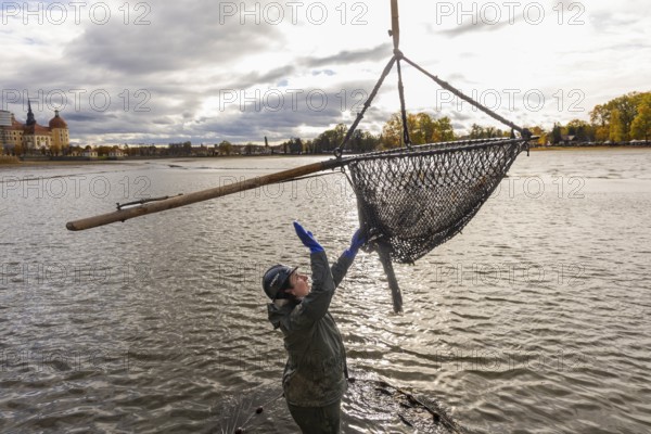 Fish and forest festival. Marieluise Greitner from Teichwirtschaft Moritzburg directs the crane with the catch while fishing the Moritzburg Castle Pond, Moritzburg, Saxony, Germany