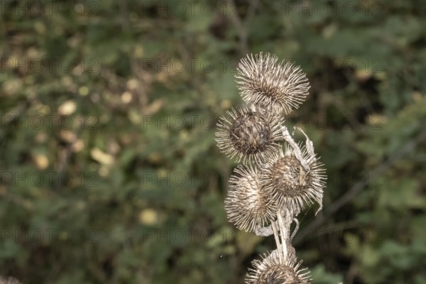 Borken, NRW, Germany, RDried burdock seed heads remaining on a plant in autumn, ready for dispersal