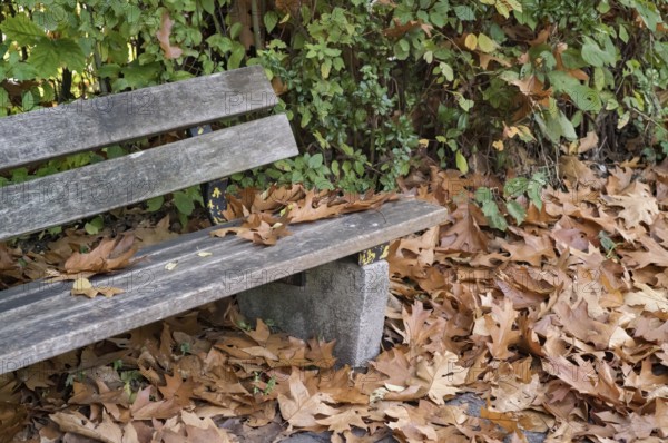 Borken, NRW, Germany, RWood park bench covered with dry brown fallen leaves on the ground