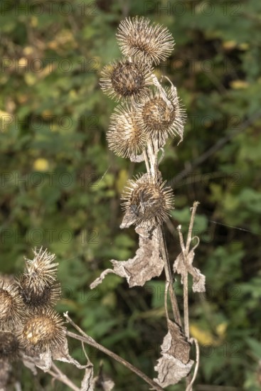 Borken, NRW, Germany, RDry burdock seed heads clinging to a plant stem in a forest setting