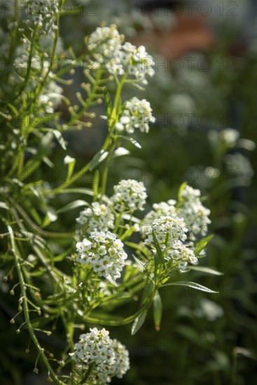 Small white flowers of beach silverweed (Lobularia maritima) in autumn, Ternitz, Lower Austria, Austria