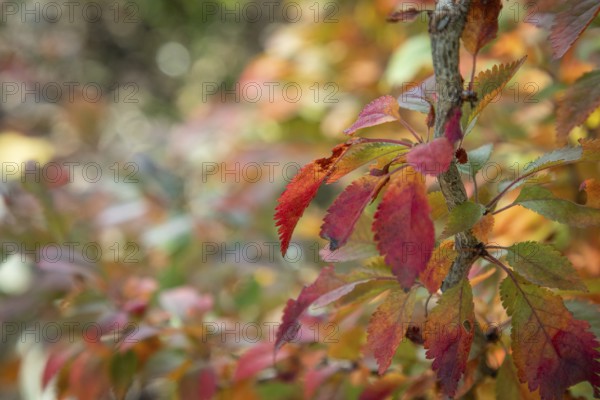 Colourful autumn leaves on a branch, Ternitz, Lower Austria, Austria