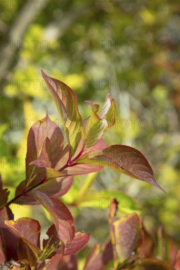 Red and green leaves in sunshine that give a lively, autumnal impression, Ternitz, Lower Austria, Austria