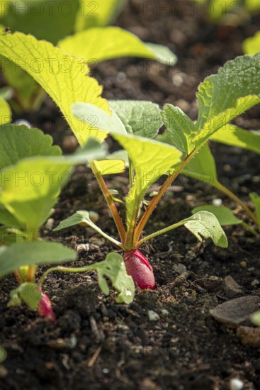 Radish grows in dark soil surrounded by green leaves in the garden, Ternitz, Lower Austria, Austria