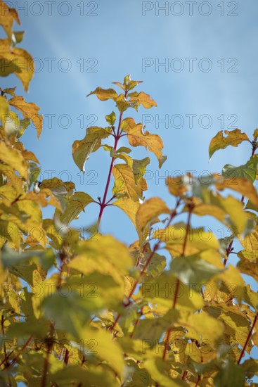 Yellow autumn leaves against a clear blue sky in sunny weather, Ternitz, Lower Austria, Austria