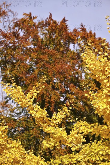 Ginkgo in autumn, October, Germany