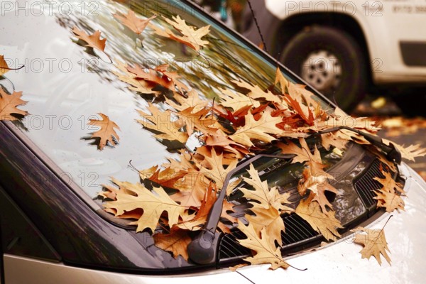 Windshield of a car with autumn leaves, October, Germany