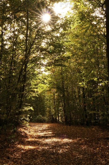 Autumn time, hiking trail, autumn leaves, October, Germany